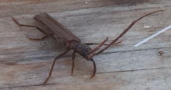 Photo of a termite