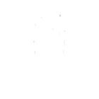 Bed bug
